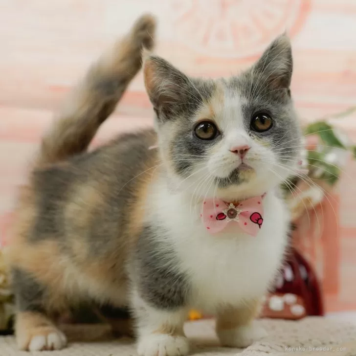 ID:2502-01270の子猫