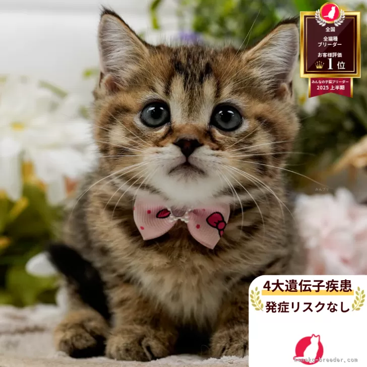 ID：2510-01585の子猫