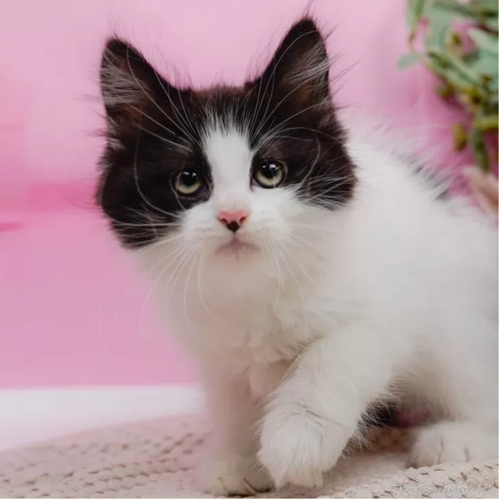 K.F 様のお迎えした子猫