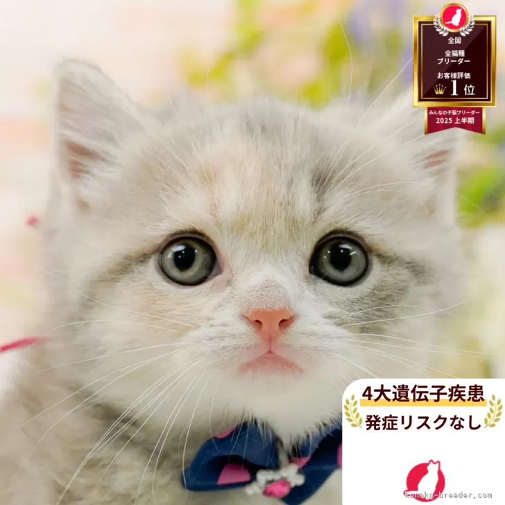 A.A 様のお迎えした子猫