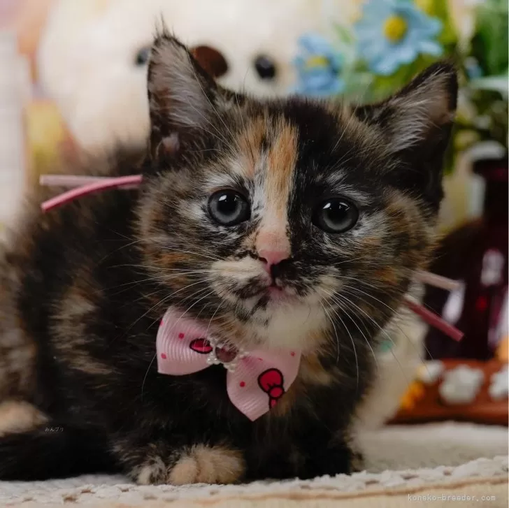 ID:2412-01263の子猫