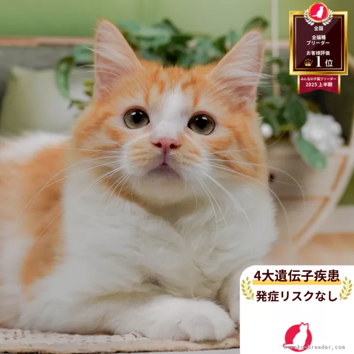 M.K 様のお迎えした子猫