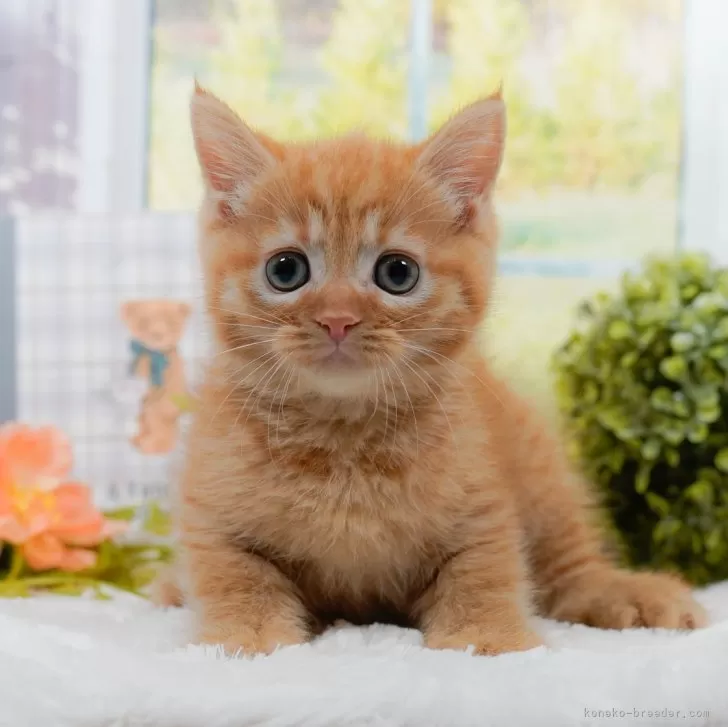ミヌエット(長足)【神奈川県・男の子・2024年12月28日・レッドタビー】の写真1「かわいい子猫の画像や当猫舎の情報を掲載しています💖是非、見てください🎶」