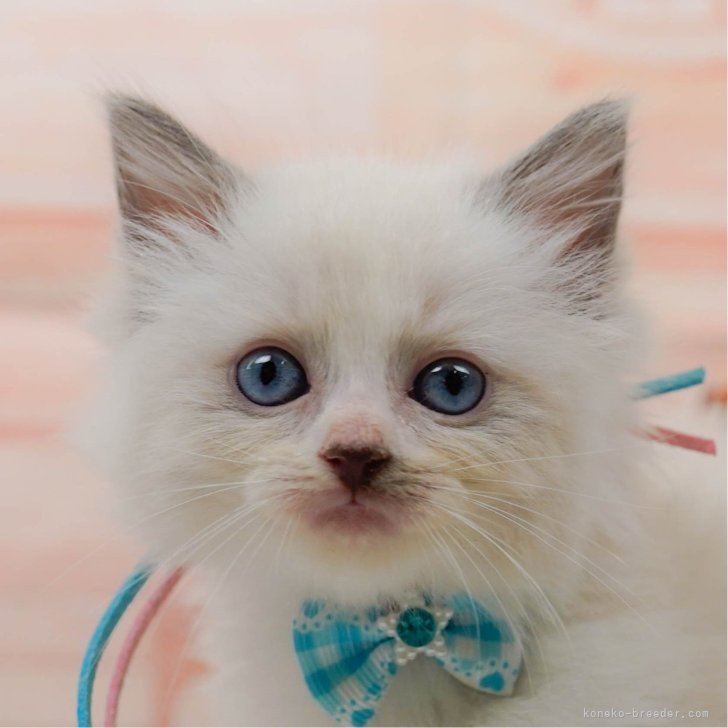 TS 様のお迎えした子猫