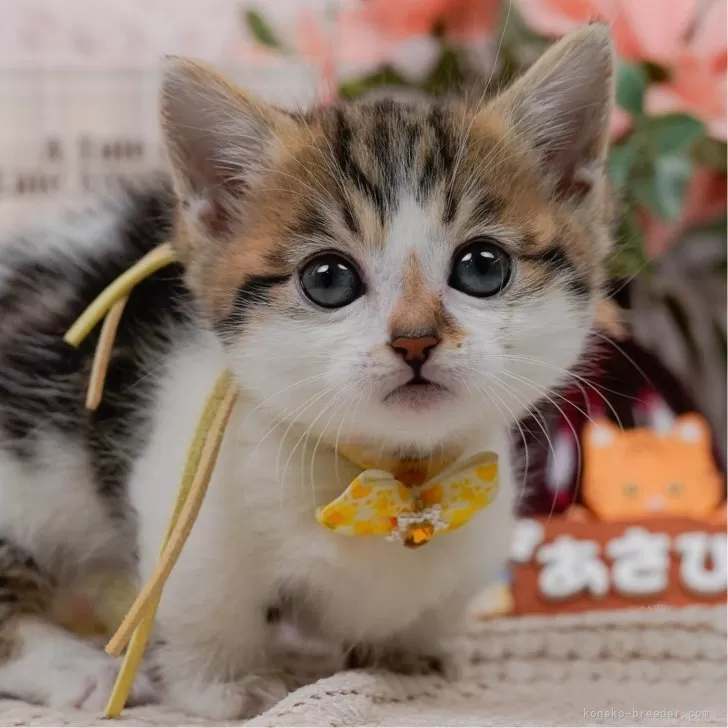 ID：2504-03552の子猫
