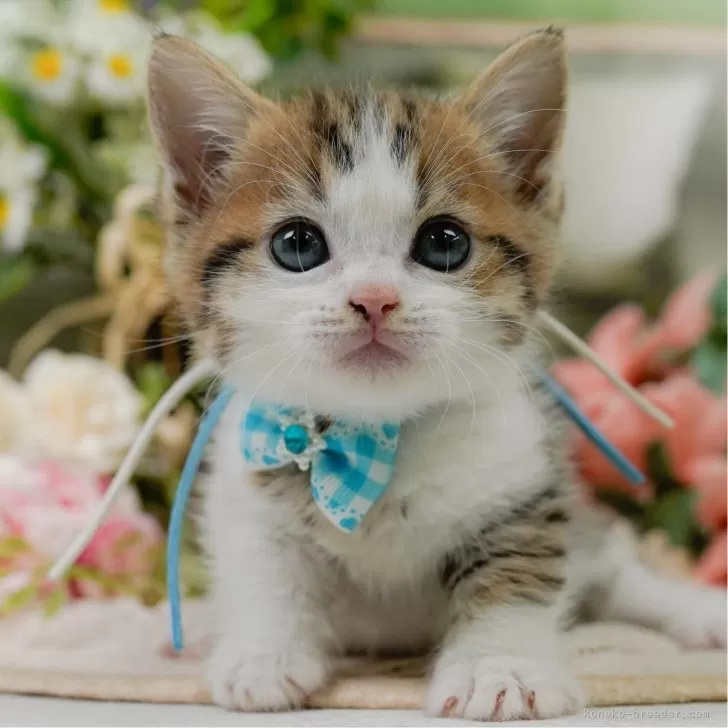 マンチカン(短足)【神奈川県・男の子・2025年3月15日・ブラウンタビー&ホワイト】の写真1「かわいい子猫の画像や当猫舎の情報を掲載しています💖是非、見てください🎶」