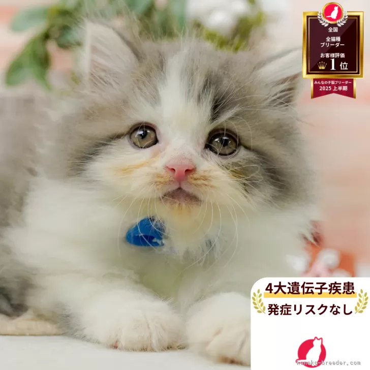サイベリアン【神奈川県・男の子・2025年7月31日・ブルー&ホワイト】の写真1「かわいい子猫の画像や当猫舎の情報を掲載しています💖是非、見てください🎶」