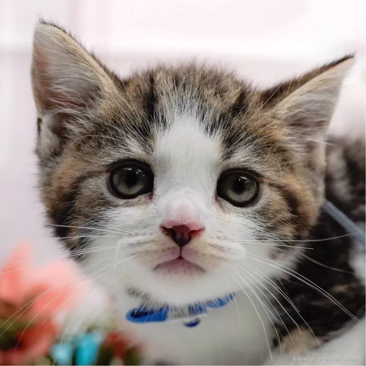 くりあウォーター 様のお迎えした子猫