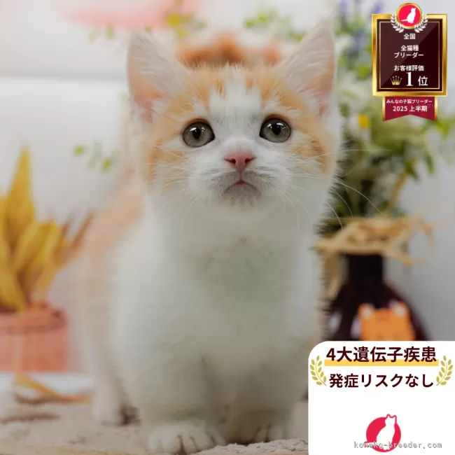 J.T 様のお迎えした子猫