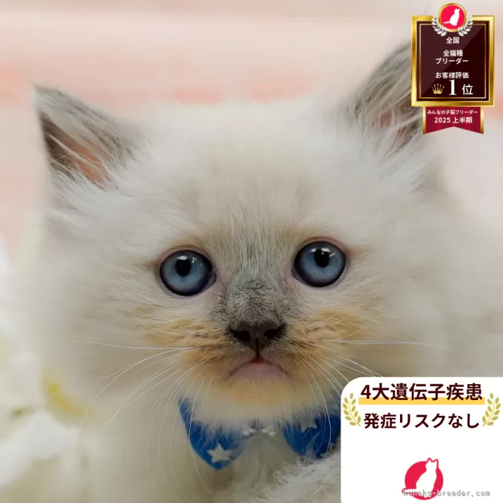 ラグマフィン(ラグドール×ラガマフィン)【神奈川県・男の子・2025年9月6日・ブルーポイントミテッド】の写真1「かわいい子猫の画像や当猫舎の情報を掲載しています💖是非、見てください🎶」