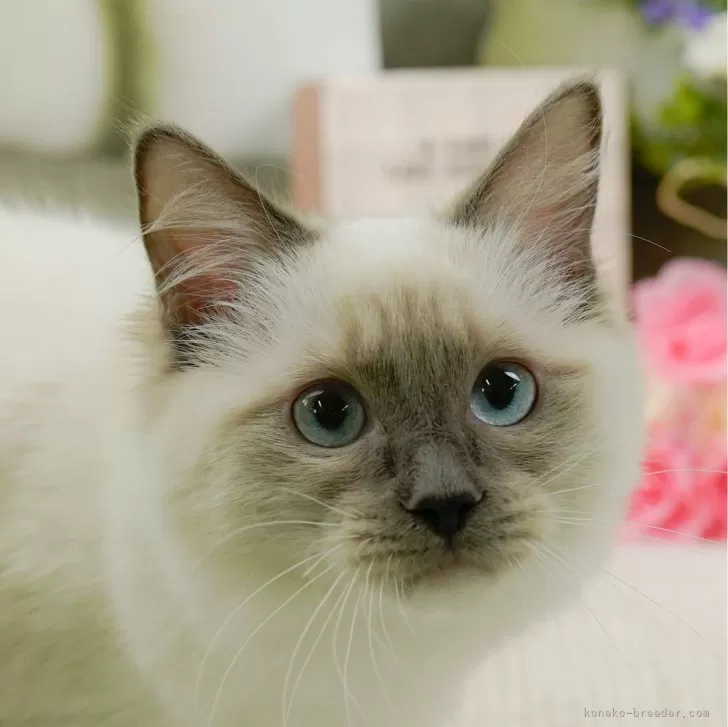 ID：2412-00283の子猫