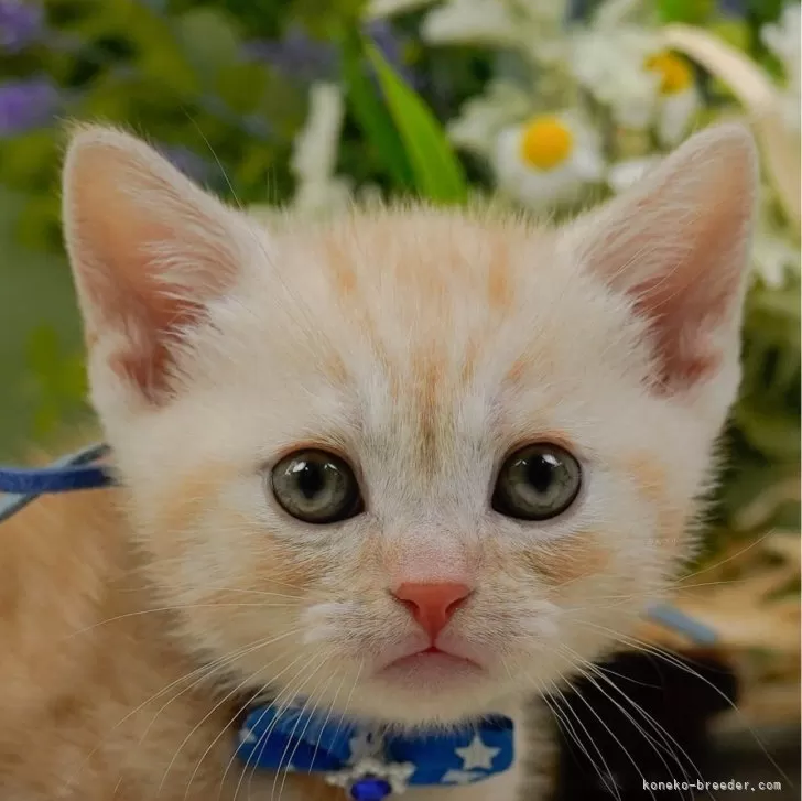 ID:2412-02503の子猫