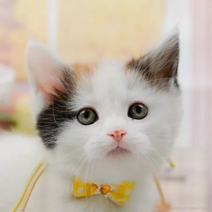 ID:2503-02576の子猫
