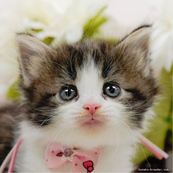 M.N 様のお迎えした子猫