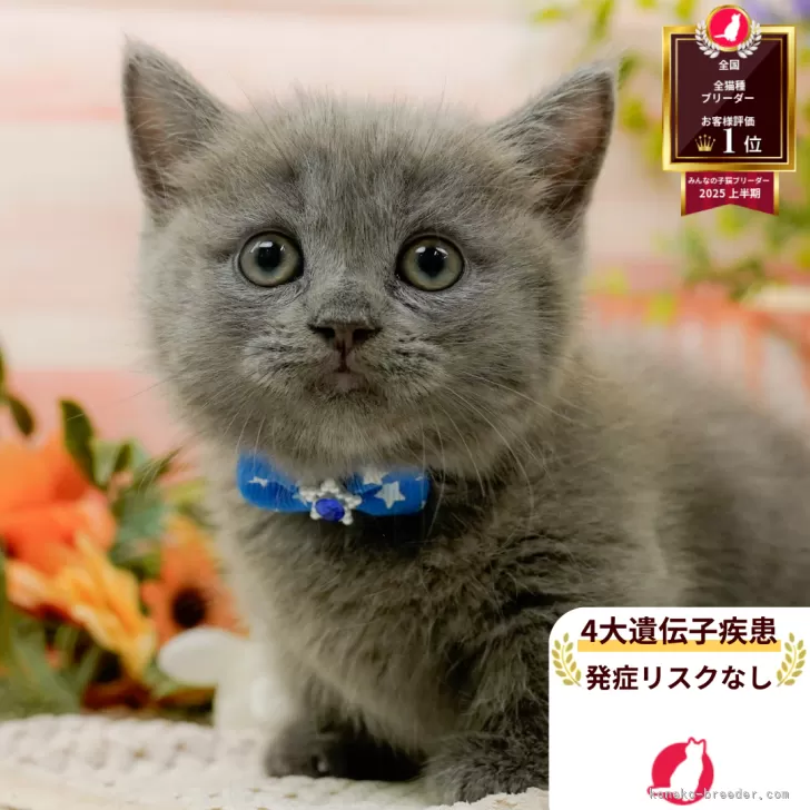 マンチカン(短足)【神奈川県・男の子・2025年7月31日・ブルーパッチドタビー】の写真1「かわいい子猫の画像や当猫舎の情報を掲載しています💖是非、見てください🎶 」