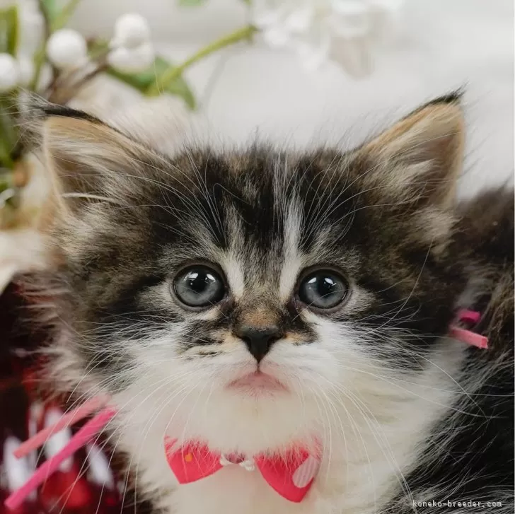 ID：2501-01787の子猫
