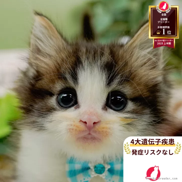 ノルウェージャンフォレストキャット【神奈川県・男の子・2025年9月5日・ブラウンタビー&amp;ホワイト】の写真1「かわいい子猫の画像や当猫舎の情報を掲載しています💖是非、見てください🎶」