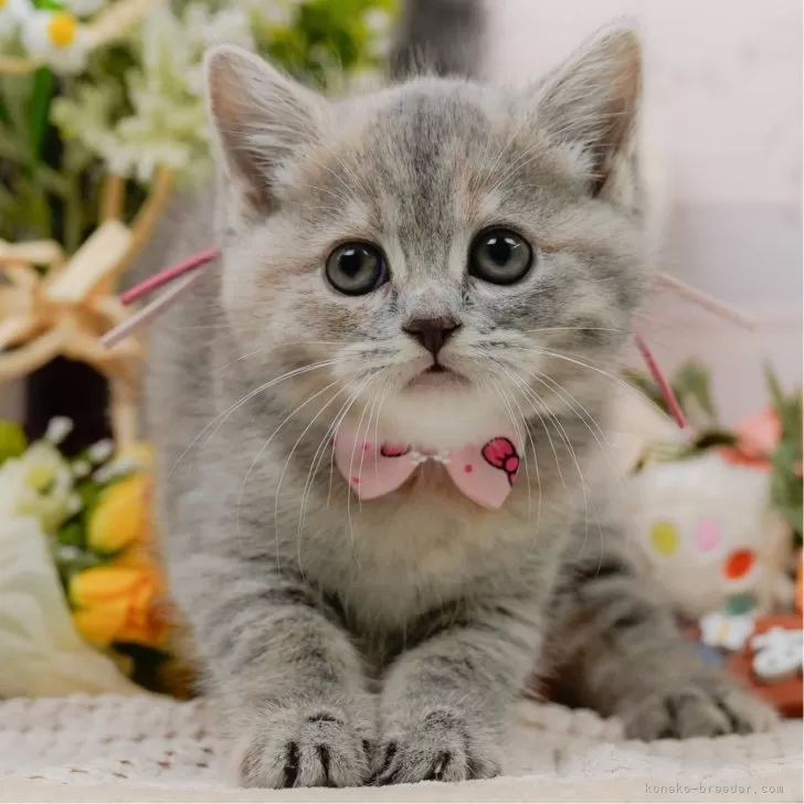 ID：2507-00225の子猫