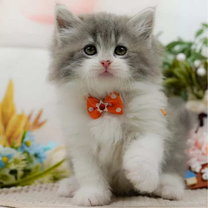 サイベリアン【神奈川県・男の子・2025年3月25日・ブルー&amp;ホワイト】の写真1「かわいい子猫の画像や当猫舎の情報を掲載しています💖是非、見てください🎶」