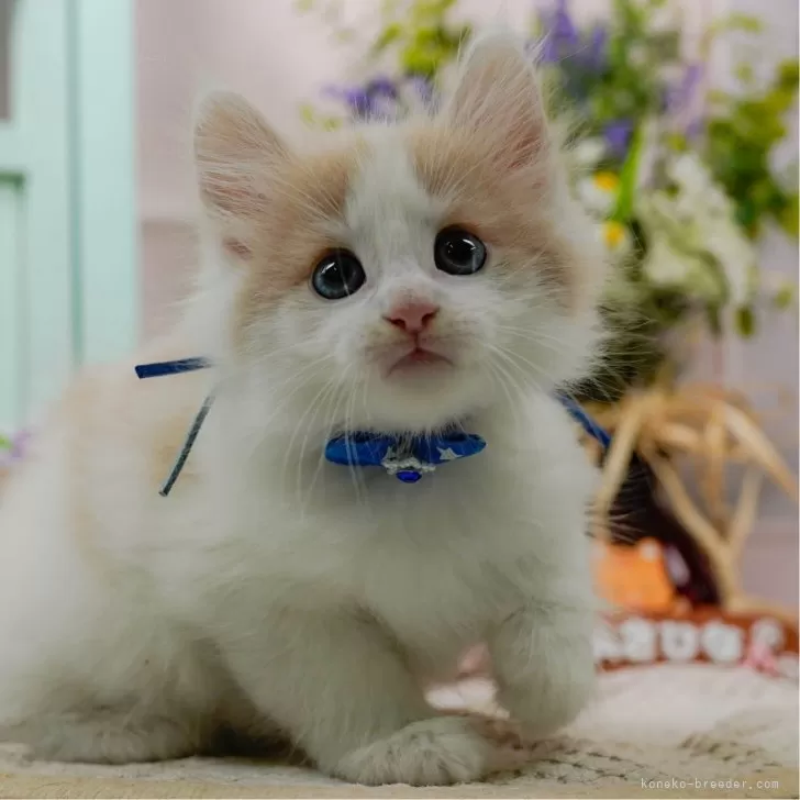 雪見だいふく 様のお迎えした子猫