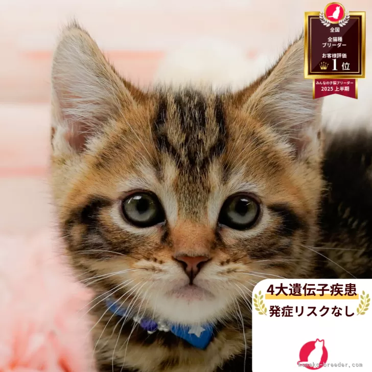 ID：2601-00481の子猫