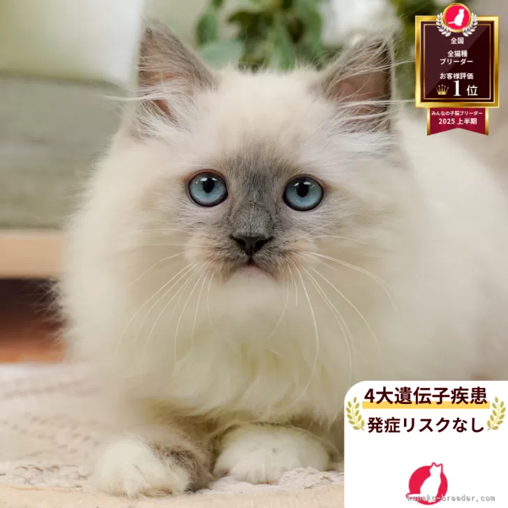 Y.N 様のお迎えした子猫