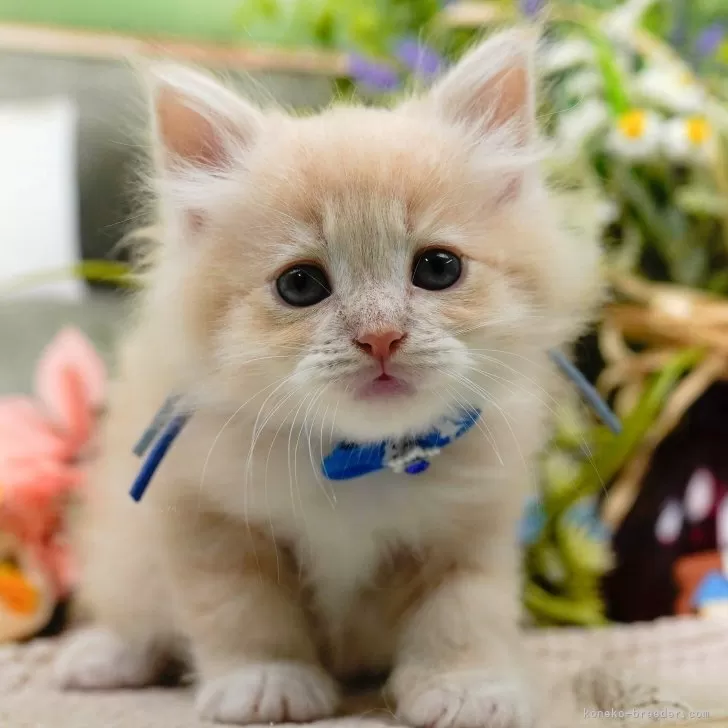 サイベリアン【神奈川県・男の子・2025年3月19日・クリーム&ホワイト】の写真1「かわいい子猫の画像や当猫舎の情報を掲載しています💖是非、見てください🎶」