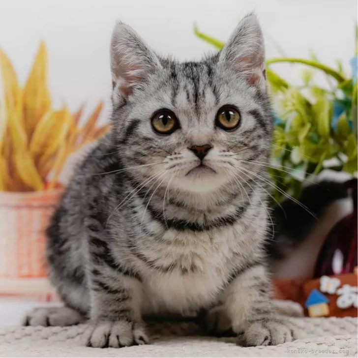 ID:2505-01723の子猫