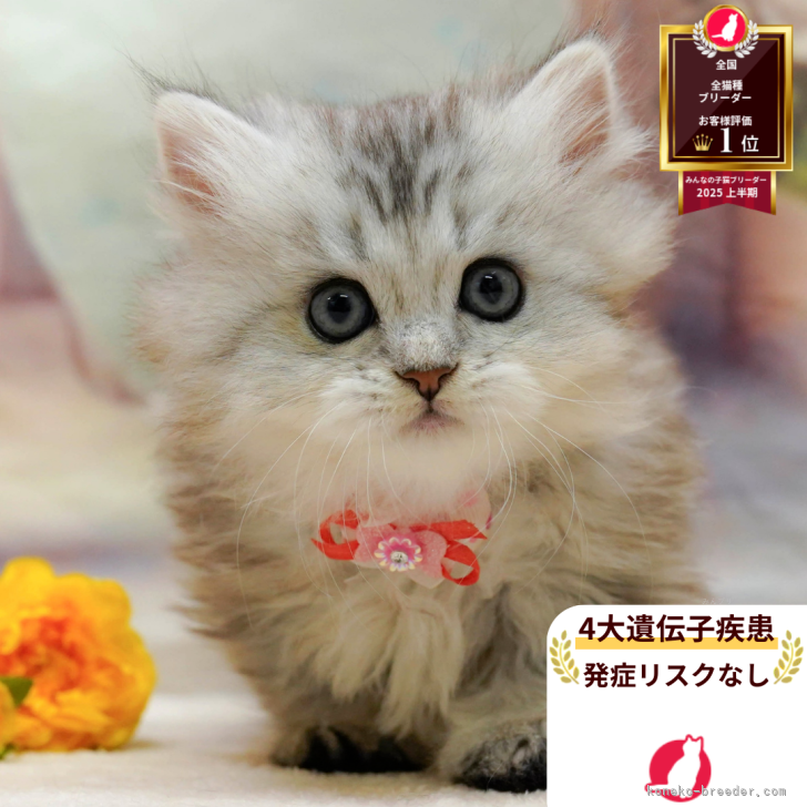 ブリーダー画像