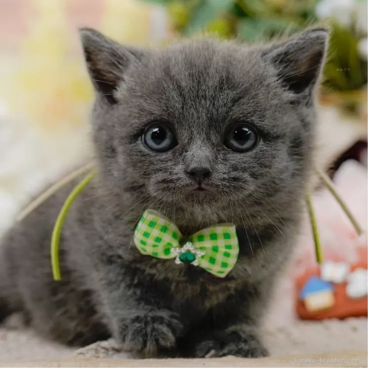 ID:2504-03117の子猫