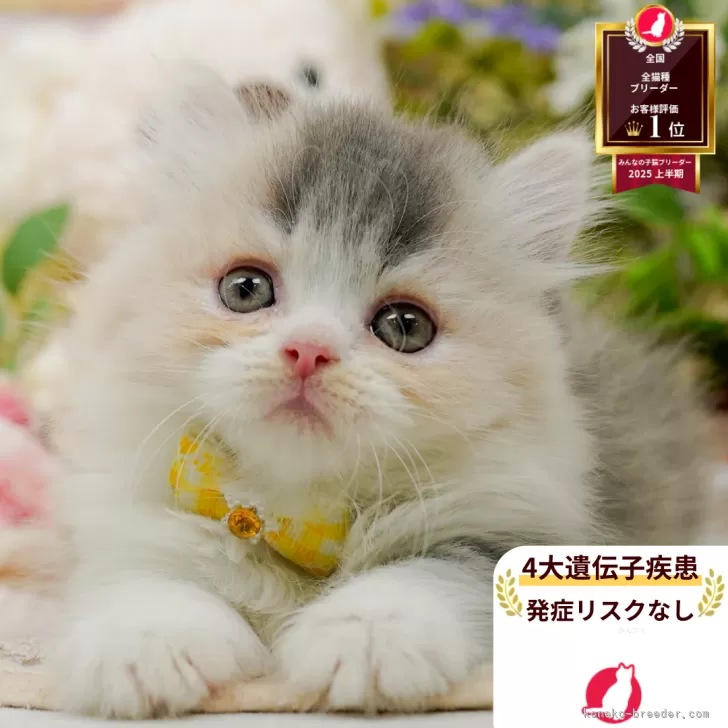 ID：2509-01122の子猫