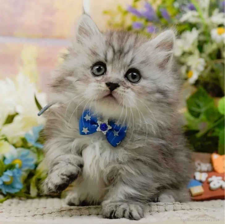 ID:2502-01568の子猫