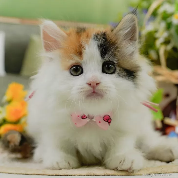 ID:2505-01699の子猫