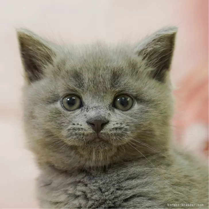 ID：2509-01120の子猫