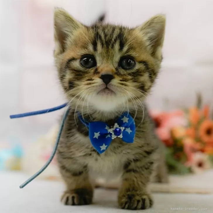 ID：2504-00048の子猫
