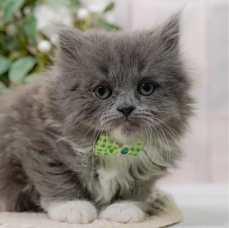 ダダ 様のお迎えした子猫
