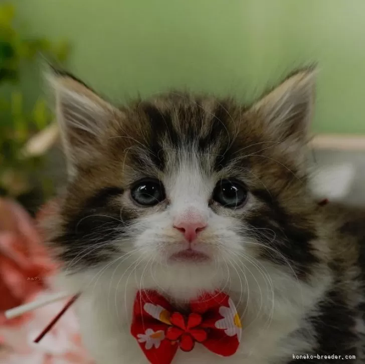 ID：2501-00101の子猫