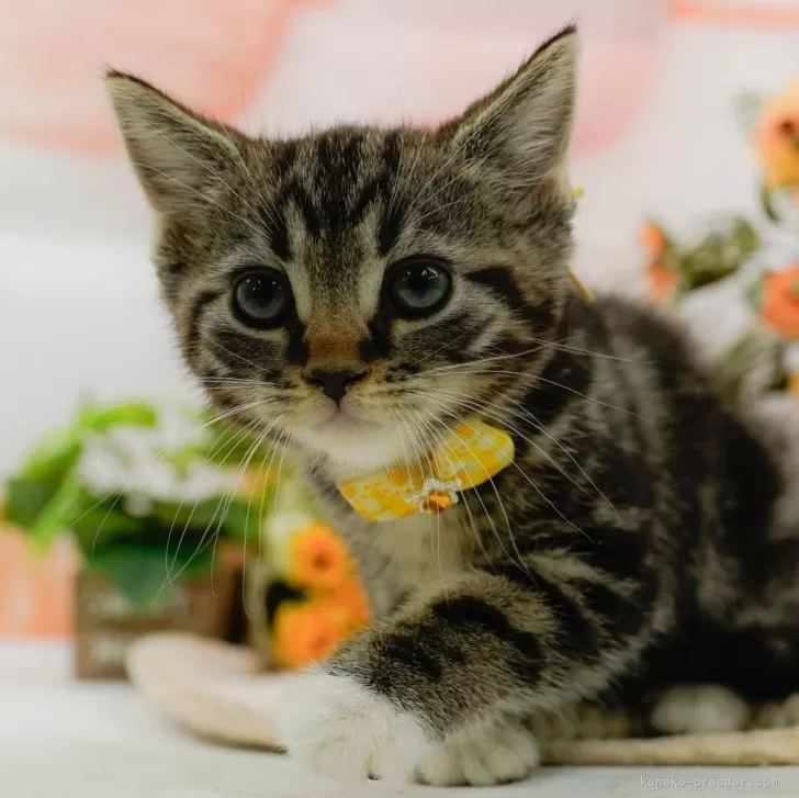 ID:2412-01819の子猫