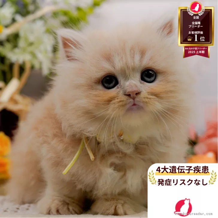 ラガマフィン【神奈川県・女の子・2025年5月18日・クリーム】の写真1「かわいい子猫の画像や当猫舎の情報を掲載しています💖是非、見てください🎶」