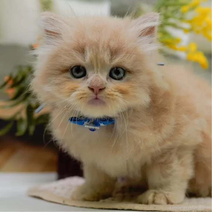 ラガマフィン【神奈川県・男の子・2025年5月18日・クリーム】の写真1「かわいい子猫の画像や当猫舎の情報を掲載しています💖是非、見てください🎶」