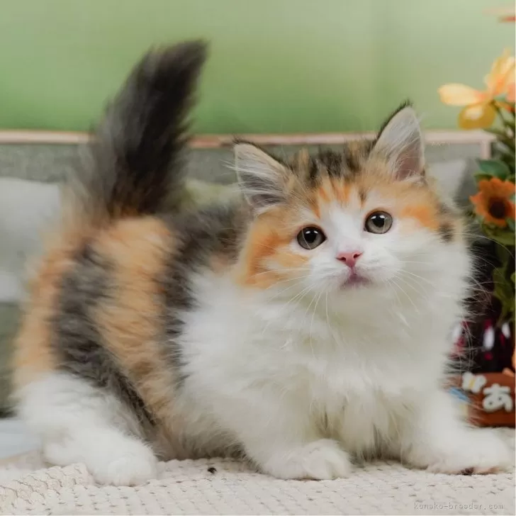 T.T 様のお迎えした子猫