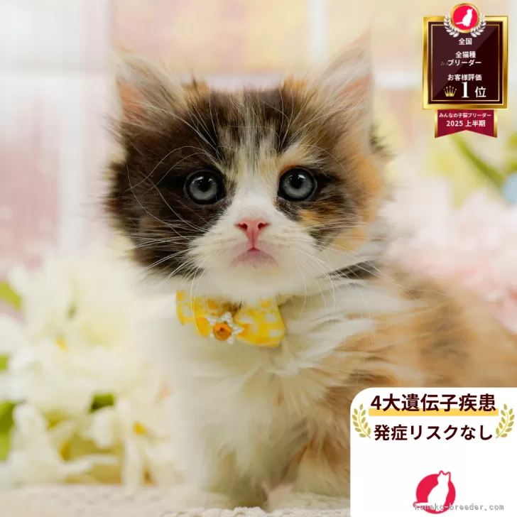 あかんま 様のお迎えした子猫