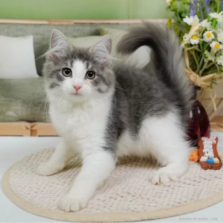 M.N 様のお迎えした子猫