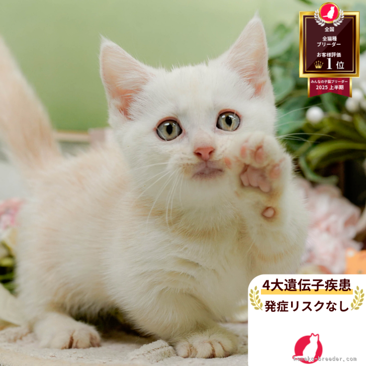 ブリーダー画像