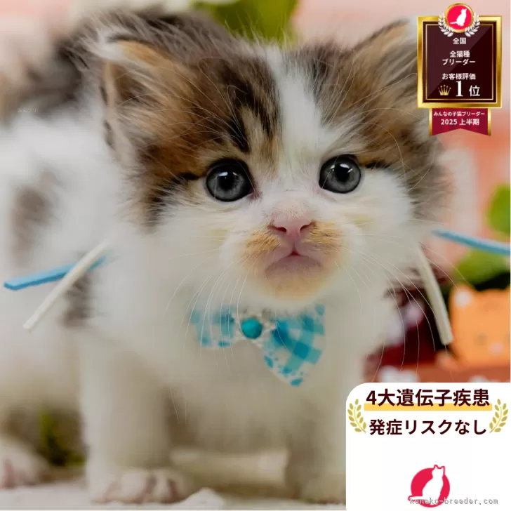 ID：2507-01688の子猫