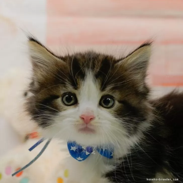 ID:2501-00100の子猫