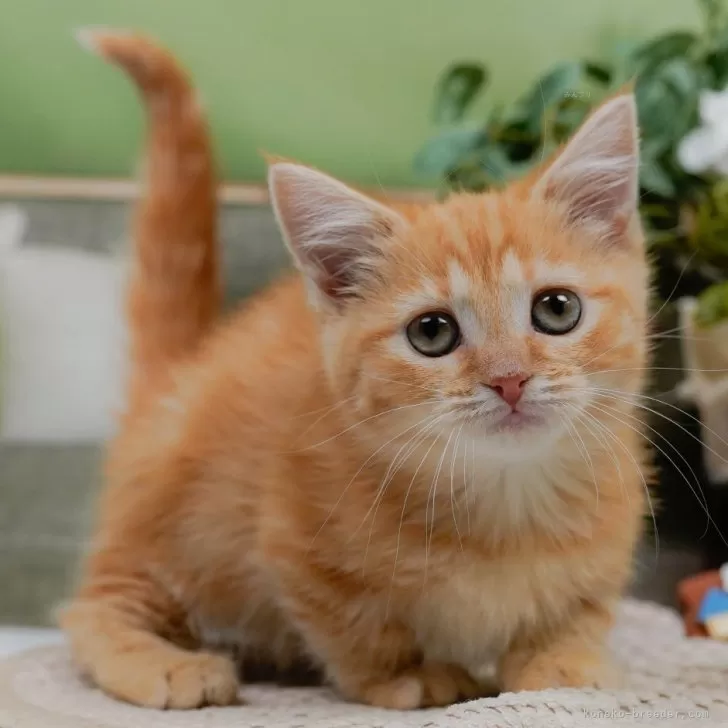ID：2504-00053の子猫