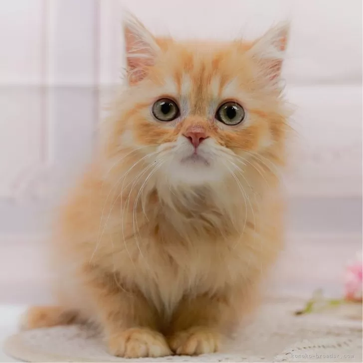 ID：2503-01153の子猫