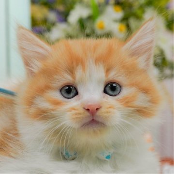 ミヌエット(長足)【神奈川県・男の子・2025年3月27日・レッドタビー&ホワイト】の写真「🐱5/18(日)ねこちゃんの見学会開催🎉」