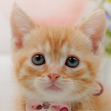 マンチカン(長足)【神奈川県・女の子・2025年10月14日・レッドタビー】の写真「👑2025年上半期にて日本1位になりました！👑」